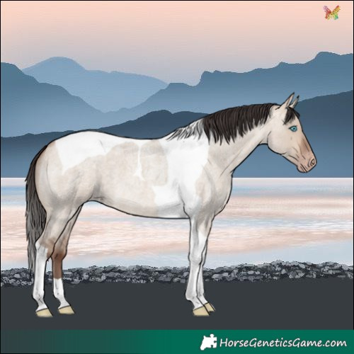 Horse Color:Sable Champagne Roan Dun Tobiano 