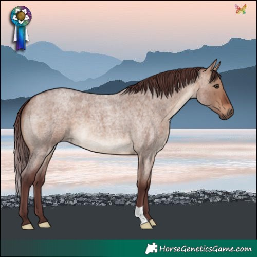 Horse Color:Chocolate Brown Roan Dun