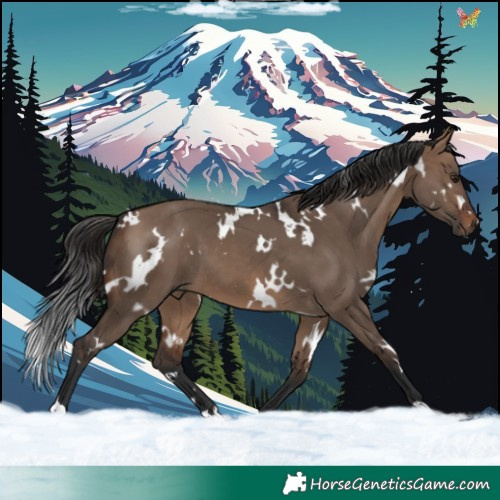 Horse Color:White Spotted Brown Dun 