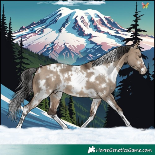 Horse Color:White Spotted Brown Dun