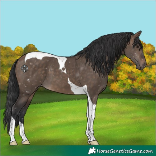 Horse Color:Brown Dun Tobiano 