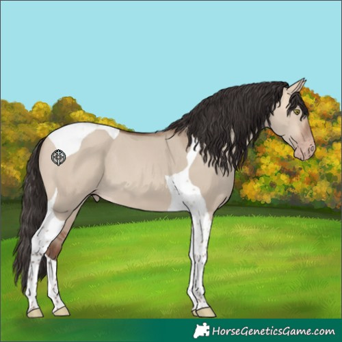 Horse Color:Amber Champagne Dun Tobiano 