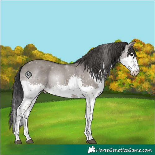 Horse Color:Grullo Splash Tobiano 