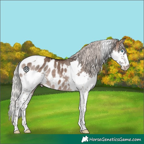 Horse Color:Silver Brown Dun Splash Tobiano Appaloosa