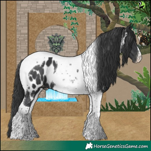 Horse Color:Black Tobiano Appaloosa