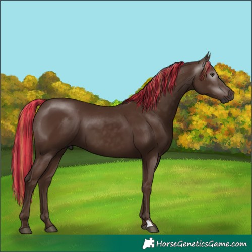 Horse Color:Gray Painted Chestnut 