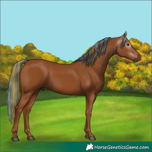 Horse Color:Gray Painted Chestnut