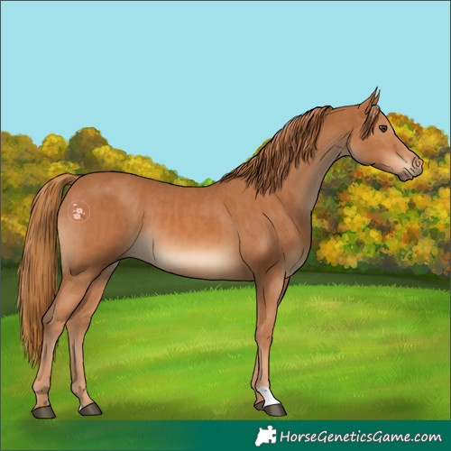 Horse Color:Chestnut  and Chestnut 