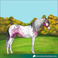 Horse Color:Brown Onyx Tobiano