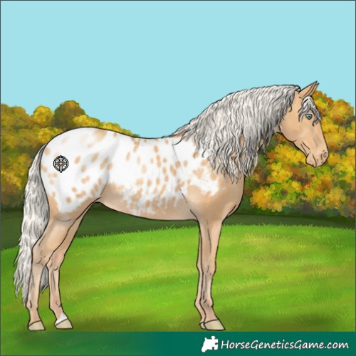 Horse Color:Silver Amber Cream Champagne Appaloosa 