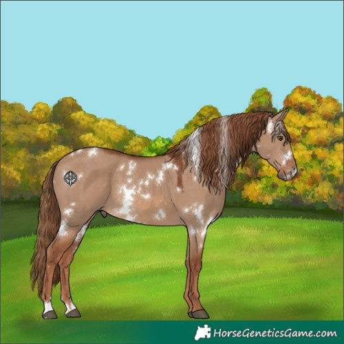 Horse Color:White Spotted Red Dun