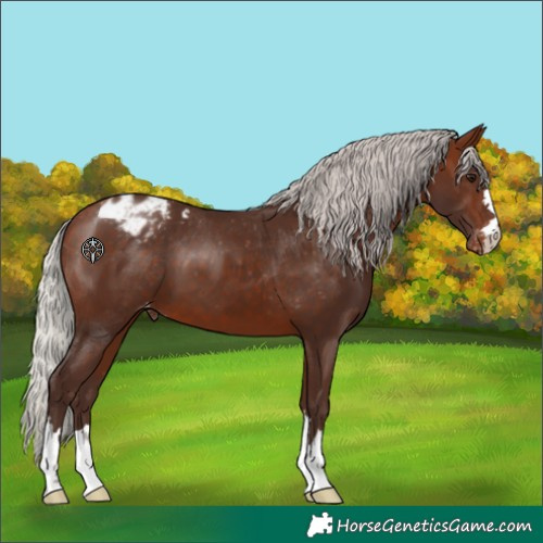 Horse Color:Silver Bay Appaloosa 