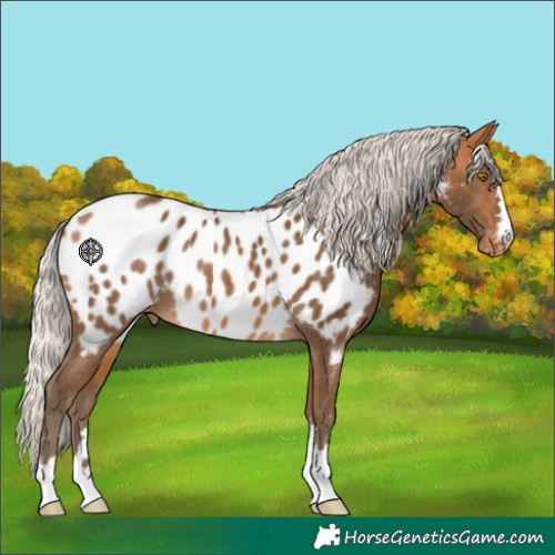 Horse Color:Silver Buckskin Appaloosa