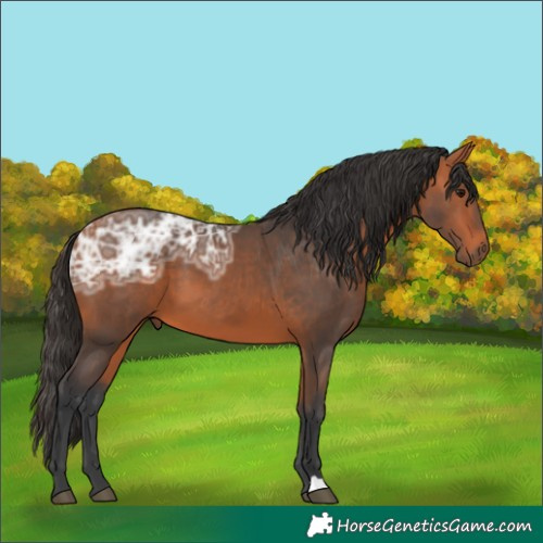 Horse Color:Bay Ice