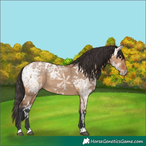 Horse Color:Bay Ice Dun