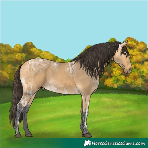 Horse Color:Buckskin Ice Rabicano 
