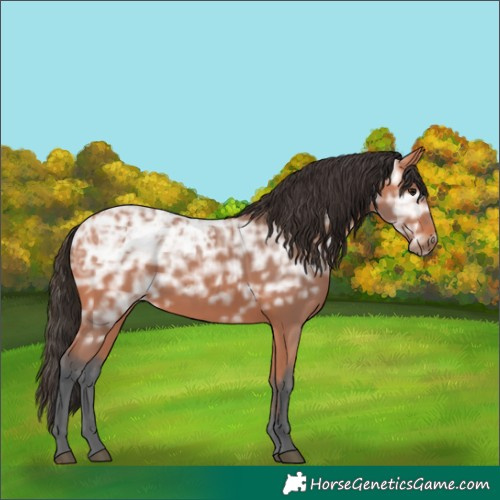 Horse Color:Bay Ice