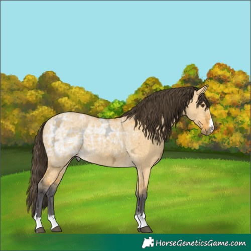 Horse Color:Buckskin Ice Dun
