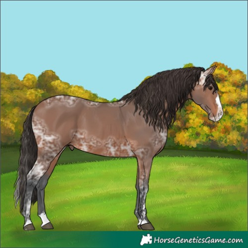 Horse Color:Bay Ice Splash 