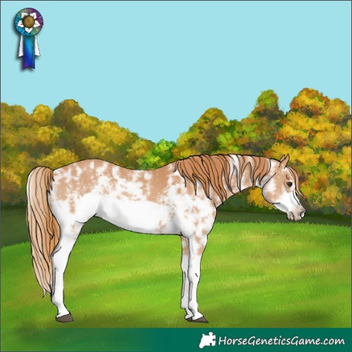 Horse Color:Chestnut Sabino Frame