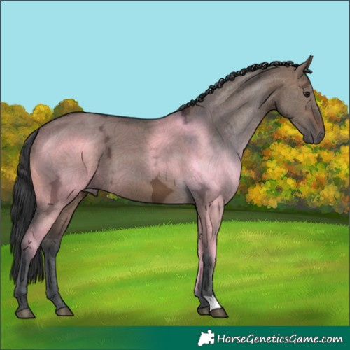 Horse Color:Brown Ice Dun 