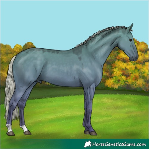 Horse Color:Silver Grullo 