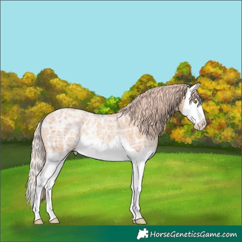 Horse Color:Gold Champagne Ice Splash Rabicano