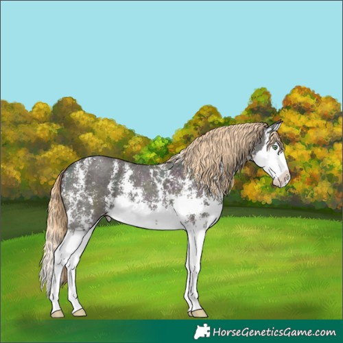 Horse Color:Midnight Gold Champagne Ice Dun Sabino Splash 
