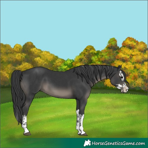Horse Color:Black  and Black Splash 
