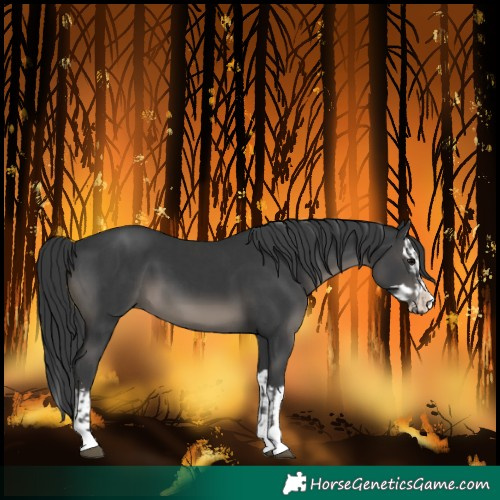 Horse Color:Black and Black Splash