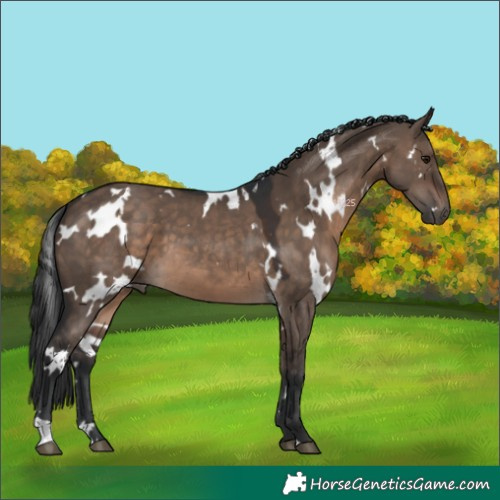 Horse Color:White Spotted Brown Dun