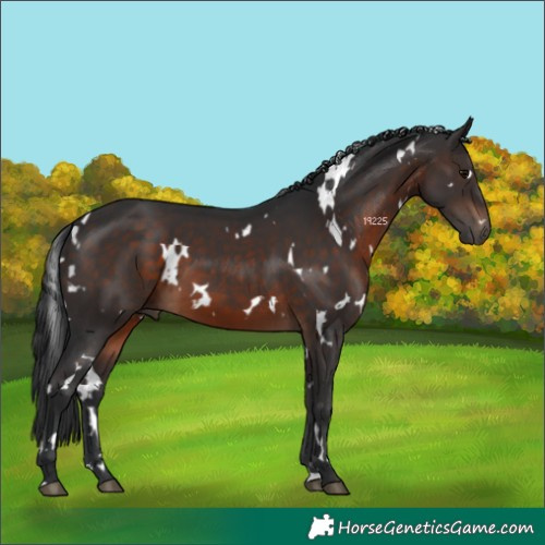 Horse Color:White Spotted Brown 