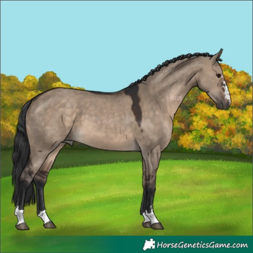 Horse Color:Brown Dun 