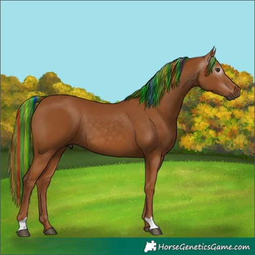 Horse Color:Gray Painted Chestnut