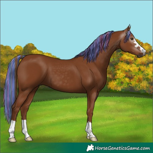 Horse Color:Gray Painted Chestnut