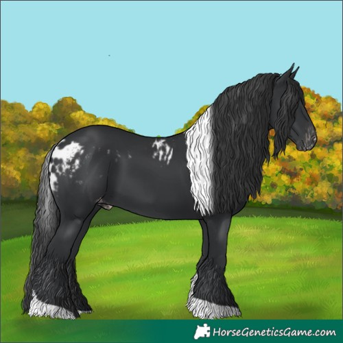 Horse Color:Black Tobiano Skewed LP Spotted Rabicano