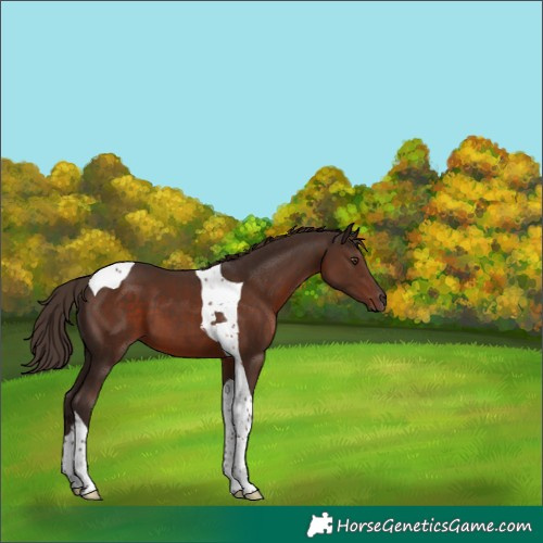 Horse Color:Liver Chestnut Tobiano 