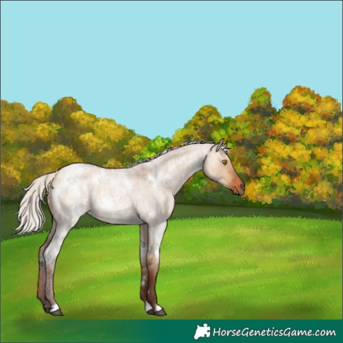 Horse Color:White Spotted Silver Bay Roan Dun Rabicano 