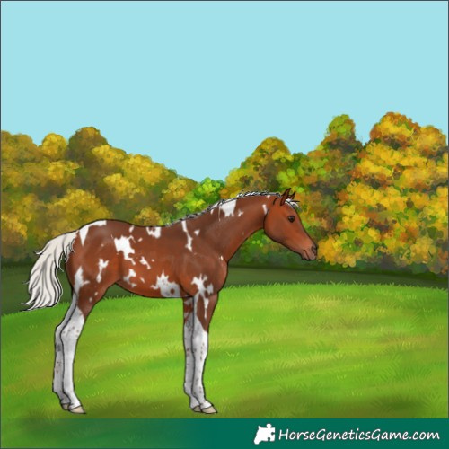 Horse Color:White Spotted Silver Bay Tobiano 