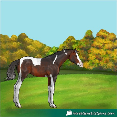 Horse Color:Bay Splash Tobiano