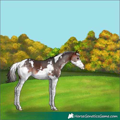 Horse Color:White Spotted Brown Splash Tobiano Rabicano