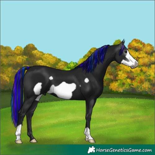 Horse Color:Gray Painted Black Frame