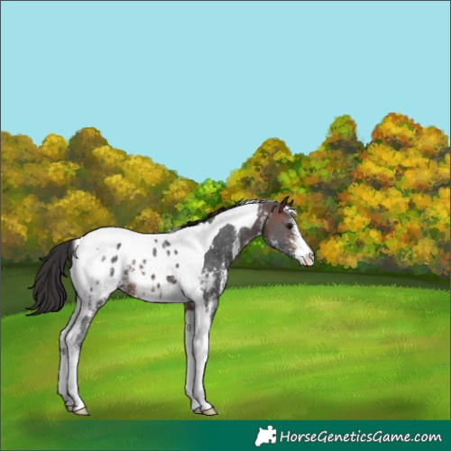 Horse Color:Brown Sabino Tobiano Appaloosa 