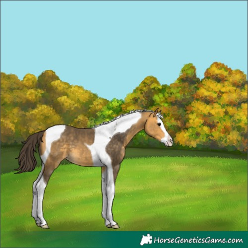Horse Color:Buckskin Splash Tobiano 