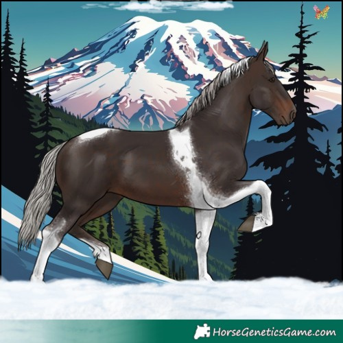 Horse Color:Silver Brown Tobiano 