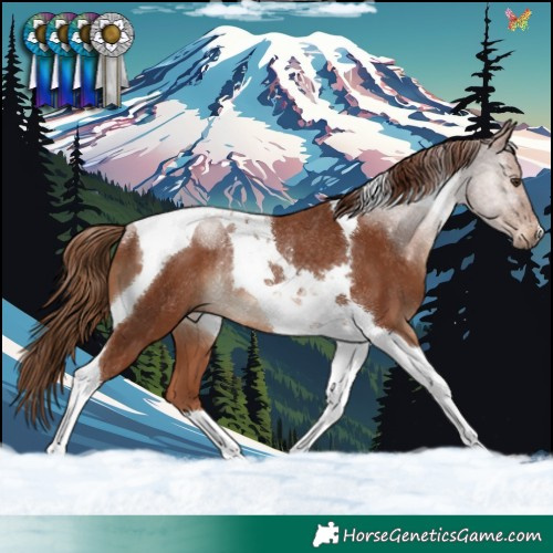 Horse Color:Chestnut Tobiano Rabicano