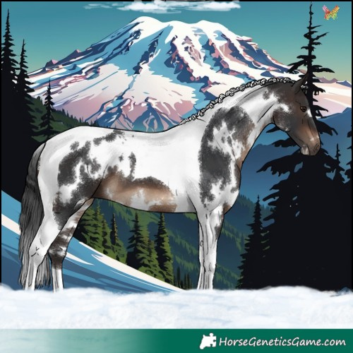 Horse Color:White Spotted Brown Tobiano 