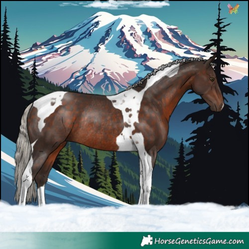 Horse Color:Silver Brown Tobiano Rabicano 