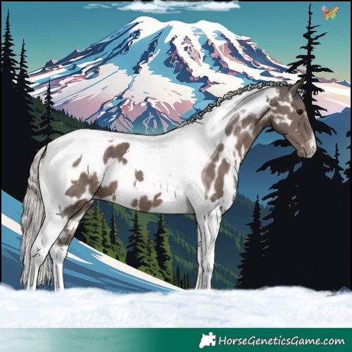 Horse Color:White Spotted Silver Black Tobiano Appaloosa