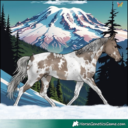 Horse Color:White Spotted Silver Grullo Tobiano 